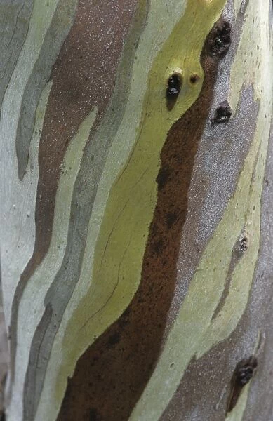 Snow Gum (Eucalyptus niphophylla) close-up of bark pattern, Tasmania, Australia
