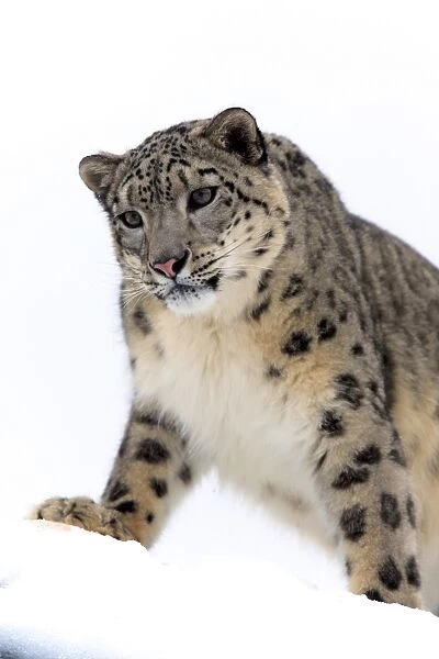 Snow Leopard (Panthera uncia) adult, close-up of head and front legs, standing in snow, winter (captive)