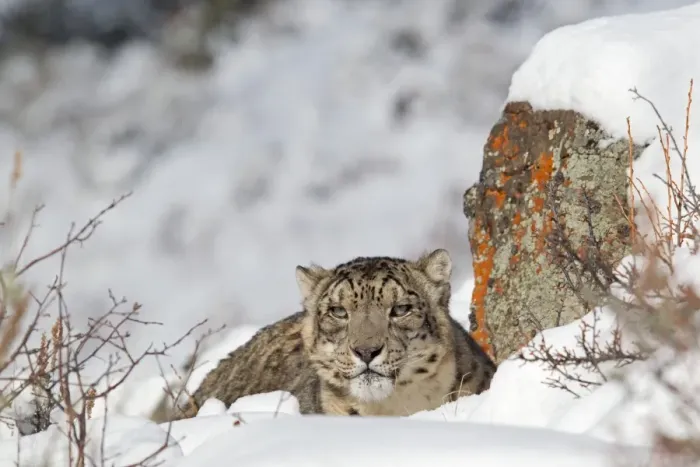 Framed Print : Snow Leopard (Panthera uncia) adult, resting amongst snow covered rocks, winter (captive) Framed Print : Snow Leopard (Panthera uncia) adult, resting amongst snow covered rocks, winter (captive)