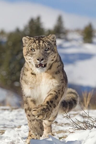 Snow Leopard (Panthera uncia) adult, running in snow, winter (captive)