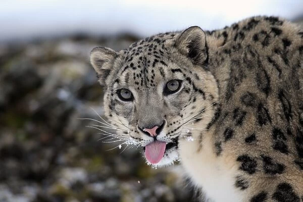 Snow Leopard (Panthera uncia) adult, close-up of head, with tongue out, in snow, winter (captive)