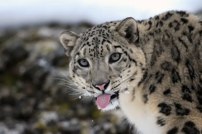 Framed Print : Snow Leopard (Panthera uncia) adult, close-up of head, with tongue out, in snow, winter (captive) Framed Print : Snow Leopard (Panthera uncia) adult, close-up of head, with tongue out, in snow, winter (captive)