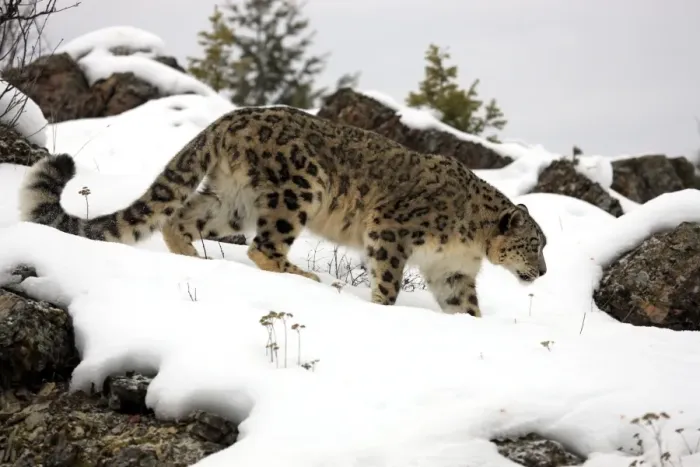 Framed Print : Snow Leopard (Panthera uncia) adult, walking in snow, winter (captive)
