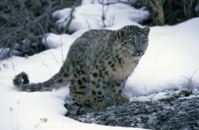 Framed Print : Snow Leopard (Panthera uncia) immature, standing on rock in snow, captive Framed Print : Snow Leopard (Panthera uncia) immature, standing on rock in snow, captive