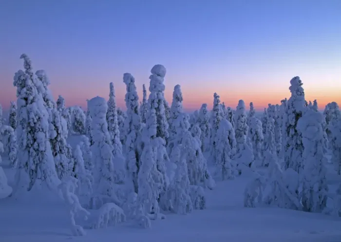 Framed Print : Snow packed trees in taiga at dawn, Kuusamo, Oulu, Finland, february Framed Print : Snow packed trees in taiga at dawn, Kuusamo, Oulu, Finland, february