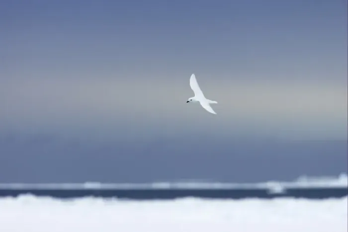 Framed Print : Snow Petrel (Pagodroma nivea) adult, in flight over pack ice, Antarctic Peninsula, Antarctica