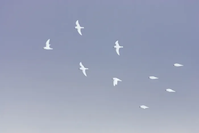 Framed Print : Snow Petrel (Pagodroma nivea) flock, in flight, Antarctic Peninsula, Antarctica