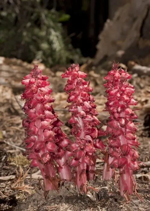 Framed Print : Snow Plant (Sarcodes sanguinea) flowering, parasitic on fungi in conifer forest, Sierra Nevada, California, U. S. A. july Framed Print : Snow Plant (Sarcodes sanguinea) flowering, parasitic on fungi in conifer forest, Sierra Nevada, California, U. S. A. july