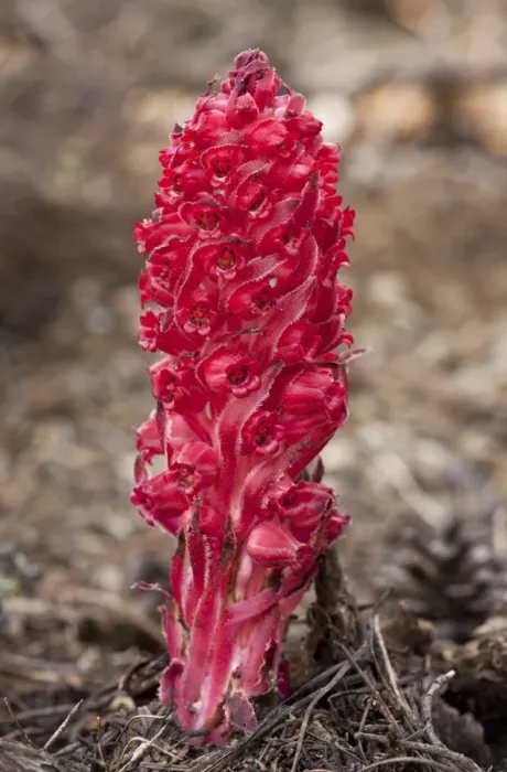 Framed Print : Snow Plant (Sarcodes sanguinea) flowering, parasitic on fungi in conifer forest, Sierra Nevada, California, U. S. A. july Framed Print : Snow Plant (Sarcodes sanguinea) flowering, parasitic on fungi in conifer forest, Sierra Nevada, California, U. S. A. july