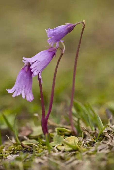 Framed Print : Least Snowbell (Soldanella minima) flowering, growing in turf on limestone, Julian Alps, Slovenia, june Framed Print : Least Snowbell (Soldanella minima) flowering, growing in turf on limestone, Julian Alps, Slovenia, june