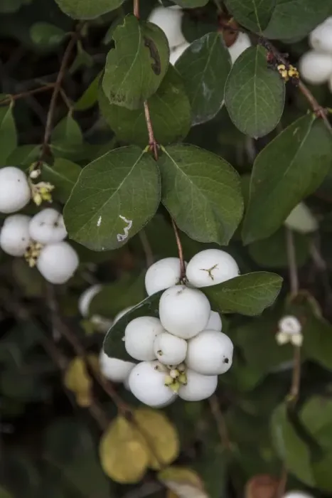 Framed Print : Snowberry berries - autumn