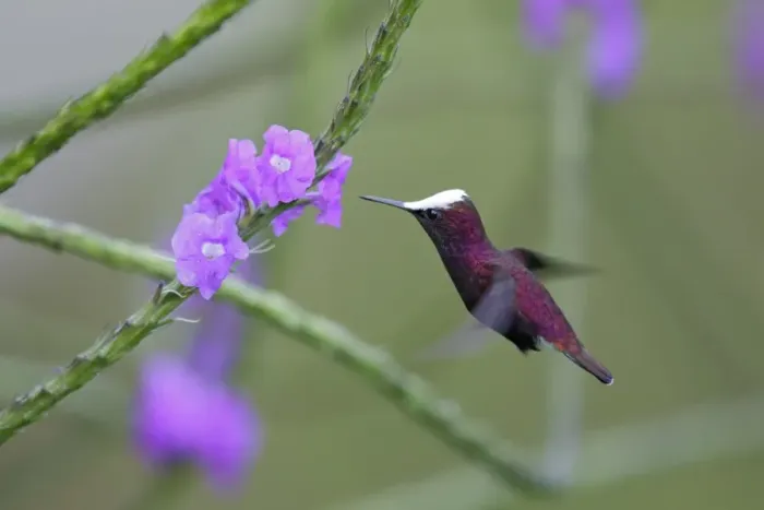 Framed Print : Snowcap (Microchera albocoronata) adult male, in flight, hovering at flower, Rancho Naturalista, Turrialba, Costa Rica