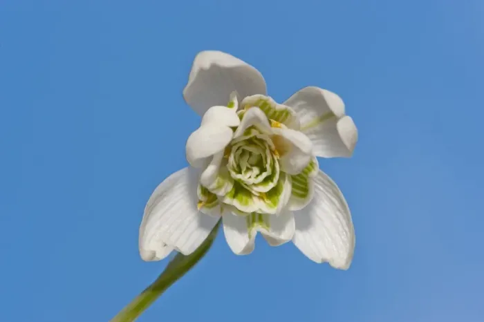 Framed Print : Snowdrop (Galanthus nivalis) close-up of flower, Chipping, Lancashire, England, february