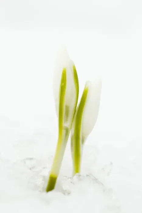 Framed Print : Snowdrop (Galanthus nivalis) flowerbuds, emerging through snow, Essex, England, february Framed Print : Snowdrop (Galanthus nivalis) flowerbuds, emerging through snow, Essex, England, february