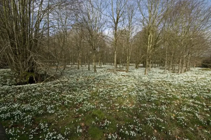 Framed Print : Snowdrop (Galanthus nivalis) flowering, mass in deciduous woodland habitat, Welford Park, Berkshire, England Framed Print : Snowdrop (Galanthus nivalis) flowering, mass in deciduous woodland habitat, Welford Park, Berkshire, England