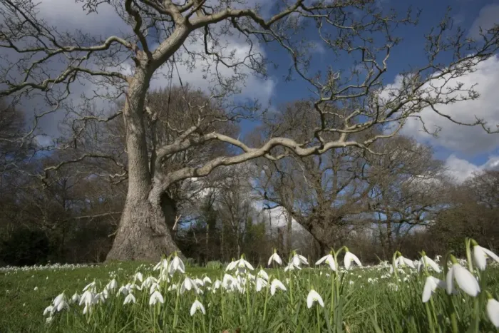 Framed Print : Snowdrop (Galanthus nivalis) flowering, mass growing in woodland habitat, Essex, England, february Framed Print : Snowdrop (Galanthus nivalis) flowering, mass growing in woodland habitat, Essex, England, february