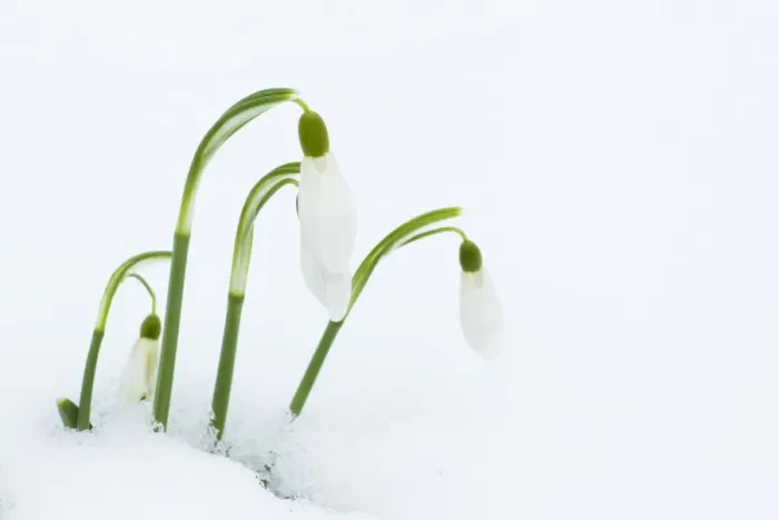 Framed Print : Snowdrop (Galanthus nivalis) flowering, emerging through snow, Essex, England, february Framed Print : Snowdrop (Galanthus nivalis) flowering, emerging through snow, Essex, England, february