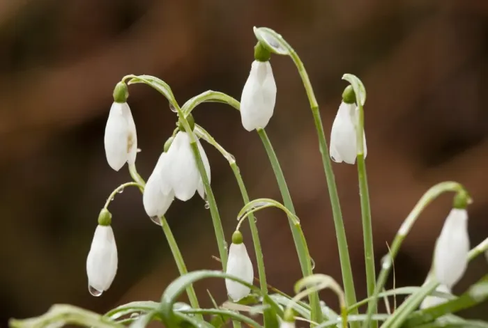 Framed Print : Snowdrop (Galanthus nivalis) flowering, growing in forest, France, March