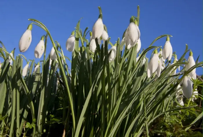Framed Print : Snowdrop (Galanthus nivalis) flowering mass, West Sussex, England, february Framed Print : Snowdrop (Galanthus nivalis) flowering mass, West Sussex, England, february