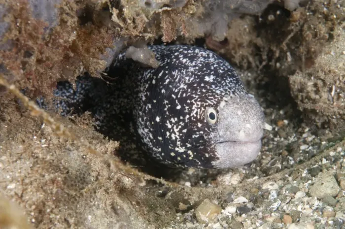 Framed Print : Snowflake Moray (Echidna nebulosa) unusual colour variant, adult, head at entrance to hole, Ambon Island Framed Print : Snowflake Moray (Echidna nebulosa) unusual colour variant, adult, head at entrance to hole, Ambon Island