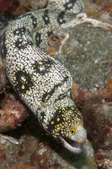 Framed Print : Snowflake Moray Eel (Echidna nebulosa) adult, on reef, Ambon Island, Maluku Islands, Banda Sea, Indonesia Framed Print : Snowflake Moray Eel (Echidna nebulosa) adult, on reef, Ambon Island, Maluku Islands, Banda Sea, Indonesia