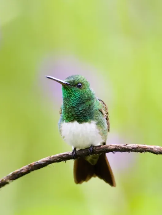 Framed Print : Snowy-bellied Hummingbird (Amazilia edward) adult, perched on stem, El Valle, Panama Framed Print : Snowy-bellied Hummingbird (Amazilia edward) adult, perched on stem, El Valle, Panama