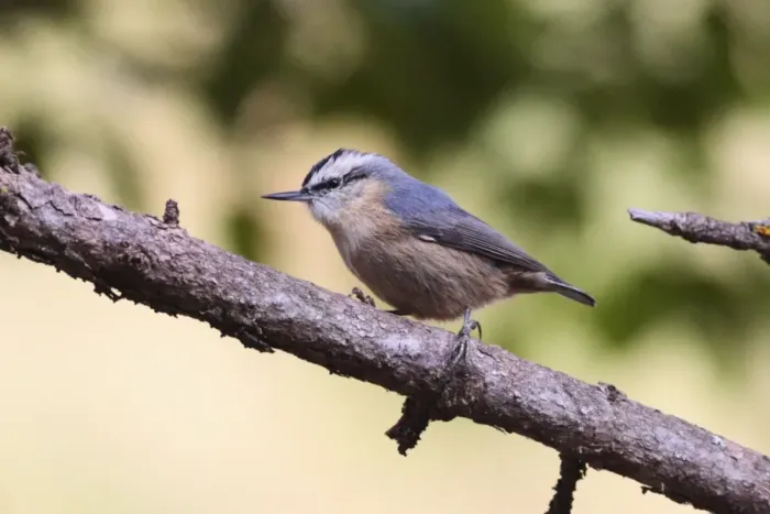 Framed Print : Snowy-browed Nuthatch (Sitta villosa) adult, perched on conifer branch, Qinghai Province, China, august