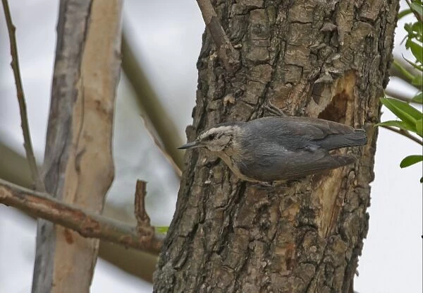 Snowy-browed Nuthatch (Sitta villosa) adult, at nesthole entrance in tree trunk, Old Peak, Hebei, China, may