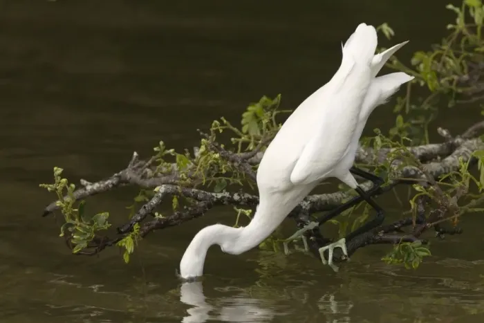 Framed Print : Snowy Egret (Egretta thula) adult, fishing, with head submerged under water, Tobago, Trinidad and Tobago, November Framed Print : Snowy Egret (Egretta thula) adult, fishing, with head submerged under water, Tobago, Trinidad and Tobago, November