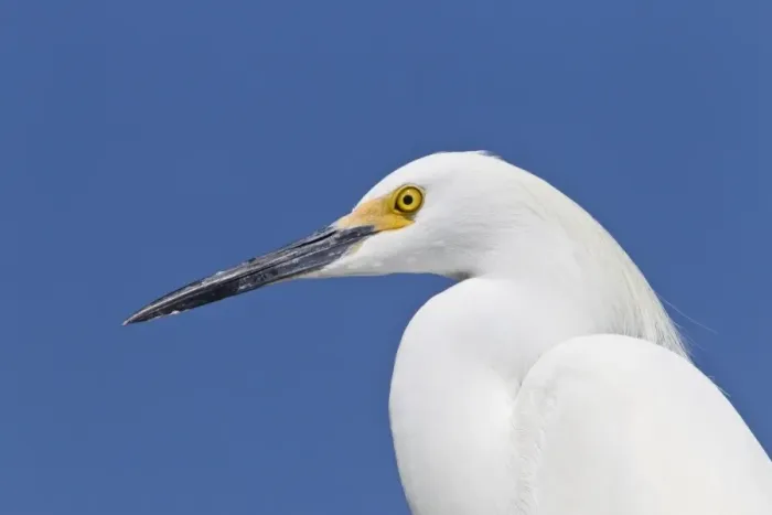 Framed Print : Snowy Egret (Egretta thula) adult, breeding plumage, close-up of head, Florida, U. S. A. February Framed Print : Snowy Egret (Egretta thula) adult, breeding plumage, close-up of head, Florida, U. S. A. February