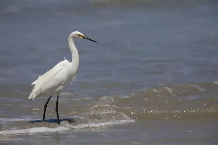 Framed Print : Snowy Egret (Egretta thula) adult, breeding plumage, walking along tideline on beach, Ilha do Mel, Parana, Brazil