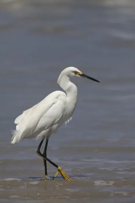 Framed Print : Snowy Egret (Egretta thula) adult, breeding plumage, walking along tideline on beach, Ilha do Mel, Parana, Brazil Framed Print : Snowy Egret (Egretta thula) adult, breeding plumage, walking along tideline on beach, Ilha do Mel, Parana, Brazil
