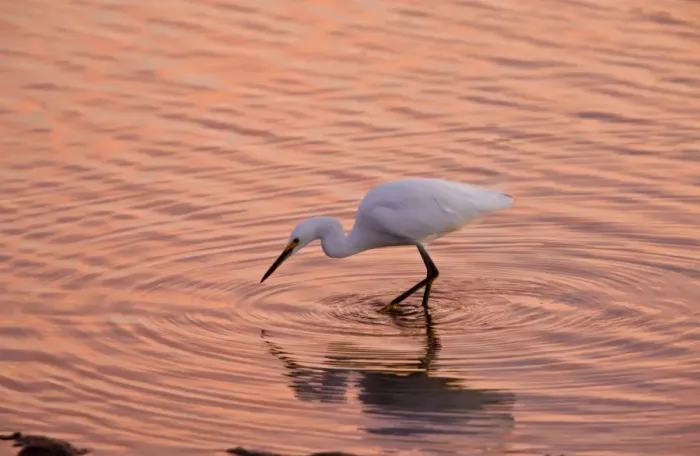 Framed Print : Snowy Egret (Egretta thula) adult, feeding in lagoon at sunset, California, U. S. A. november Framed Print : Snowy Egret (Egretta thula) adult, feeding in lagoon at sunset, California, U. S. A. november