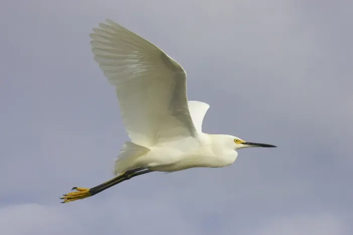 Framed Print : Snowy Egret (Egretta thula) adult, in flight, Sanibel Island, Florida, U. S. A Framed Print : Snowy Egret (Egretta thula) adult, in flight, Sanibel Island, Florida, U. S. A