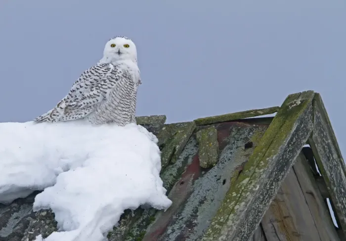 Framed Print : Snowy Owl (Nyctea scandiaca) immature male, first winter plumage, perched on snow covered barn roof, Finland, march Framed Print : Snowy Owl (Nyctea scandiaca) immature male, first winter plumage, perched on snow covered barn roof, Finland, march