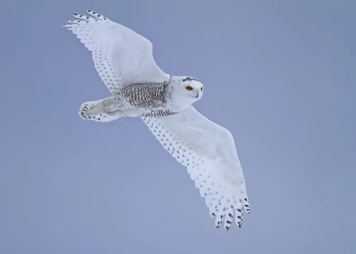 Framed Print : Snowy Owl (Nyctea scandiaca) immature male, first winter plumage, in flight, Finland, march Framed Print : Snowy Owl (Nyctea scandiaca) immature male, first winter plumage, in flight, Finland, march