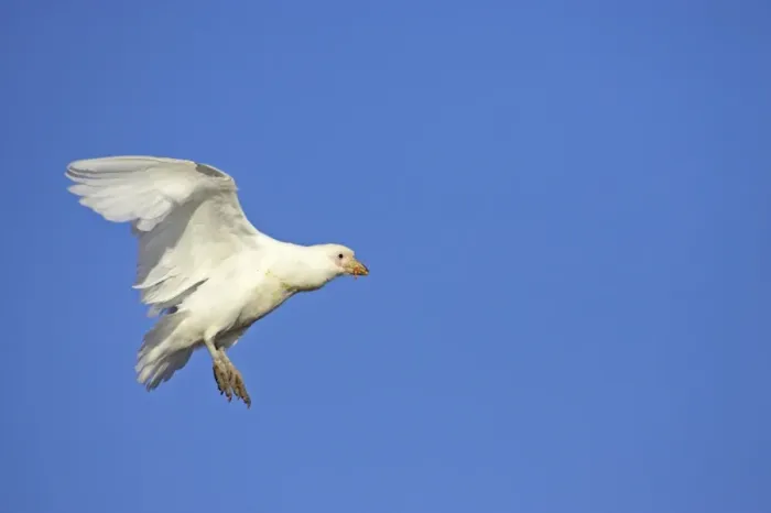 Framed Print : Snowy Sheathbill (Chionis alba) adult, in flight, with food in beak, Paulette Island, Antarctic Peninsula, Antarctica