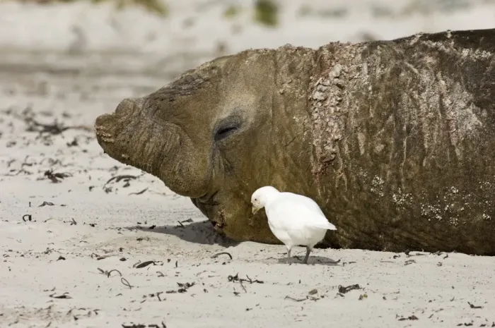 Framed Print : Snowy Sheathbill (Chionis alba) adult, feeding around Southern Elephant-seal (Mirounga leonina) resting on beach, Sea Lion Island, Falkland Islands, november