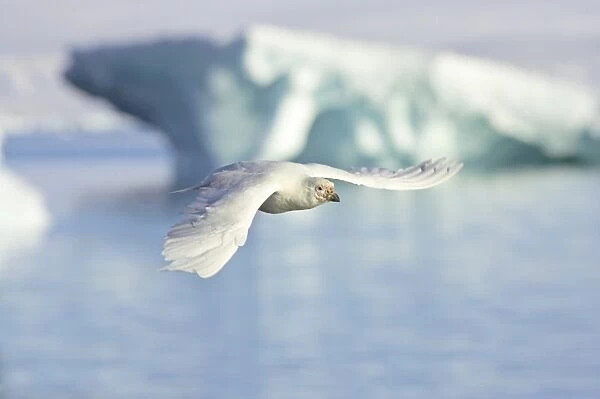 Snowy Sheathbill (Chionis alba) adult, in flight over sea, Paulette Island, Antarctic Peninsula, Antarctica