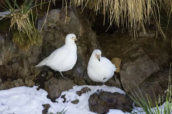Framed Print : Snowy Sheathbill (Chionis alba) adult pair, standing amongst snow covered rocks at prospective nestsite, South Georgia, november Framed Print : Snowy Sheathbill (Chionis alba) adult pair, standing amongst snow covered rocks at prospective nestsite, South Georgia, november