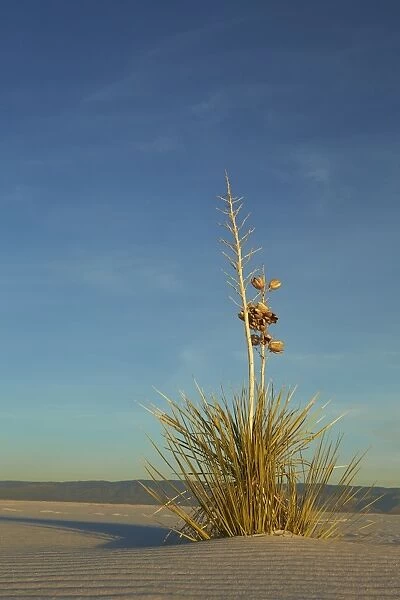 Soaptree Yucca (Yucca elata) growing in gypsum dunes, in late evening sunlight, White Sands National Monument