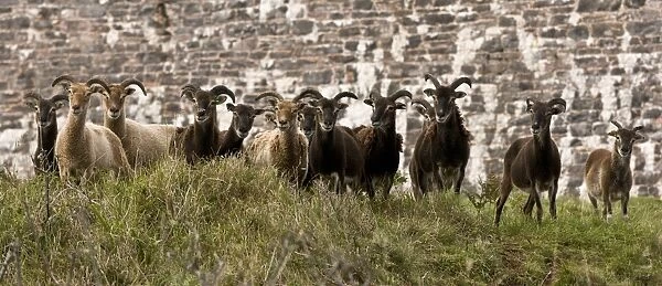 Soay Sheep, flock, used for conservation grazing and browsing on coastal clifftop, Berry Head N. N. R
