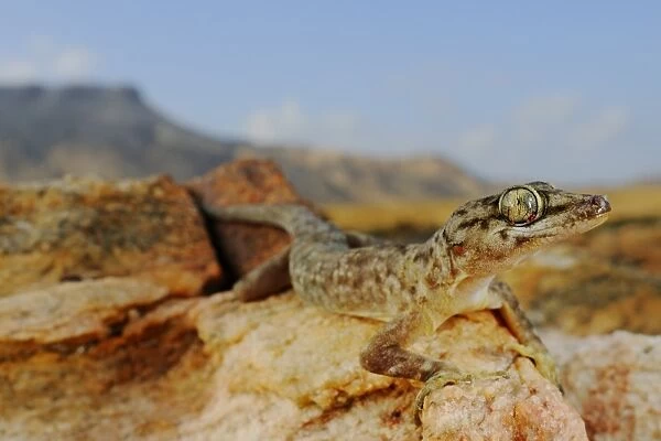 Socotra Leaf-toed Gecko (Hemidactylus forbesii) adult, standing on rocks in desert habitat, Abd el-Kuri Island, Socotra, Yemen, april
