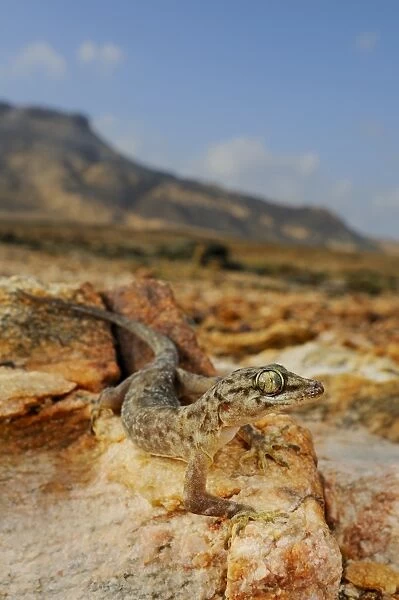 Socotra Leaf-toed Gecko (Hemidactylus forbesii) adult, standing on rocks in desert habitat, Abd el-Kuri Island