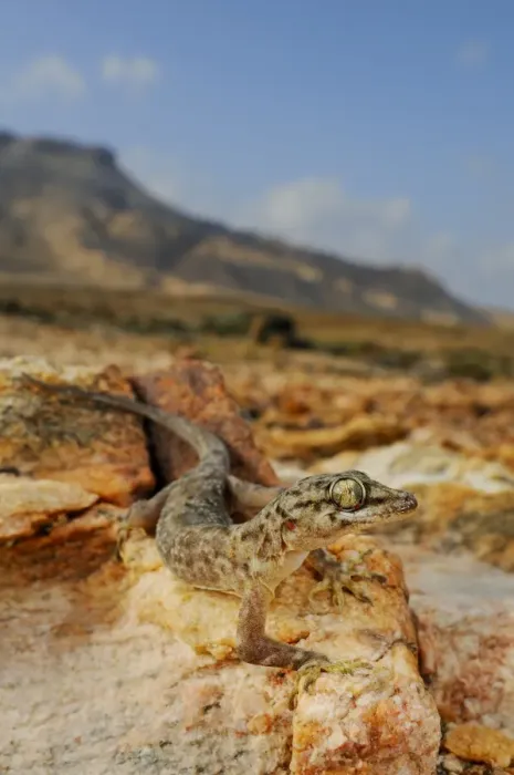 Framed Print : Socotra Leaf-toed Gecko (Hemidactylus forbesii) adult, standing on rocks in desert habitat, Abd el-Kuri Island Framed Print : Socotra Leaf-toed Gecko (Hemidactylus forbesii) adult, standing on rocks in desert habitat, Abd el-Kuri Island