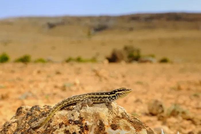 Framed Print : Socotra Rock Gecko (Pristurus sokotranus) adult, resting on rock in desert habitat, Socotra, Yemen, march Framed Print : Socotra Rock Gecko (Pristurus sokotranus) adult, resting on rock in desert habitat, Socotra, Yemen, march