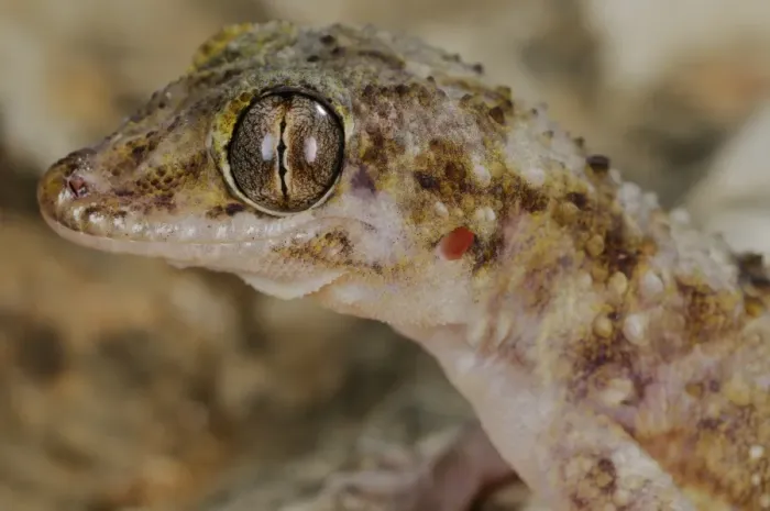 Framed Print : Socotran Leaf-toed Gecko (Hemidactylus inintellectus) adult, close-up of head, Socotra, Yemen, march Framed Print : Socotran Leaf-toed Gecko (Hemidactylus inintellectus) adult, close-up of head, Socotra, Yemen, march