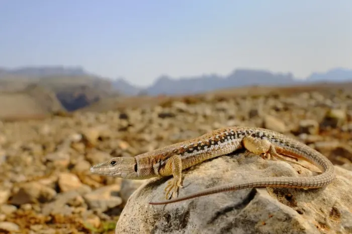 Framed Print : Socotran Wall Lizard (Mesalina balfouri) adult, resting on rock in desert habitat, Socotra, Yemen, march