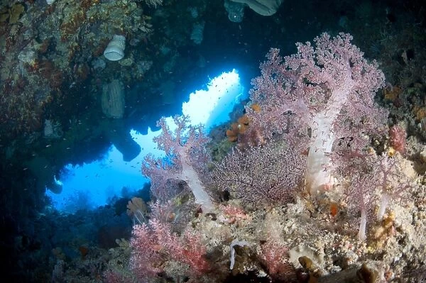 Soft coral in sea cave habitat, Nyata Island, Barat Daya Islands, Lesser Sunda Islands, Indonesia, November