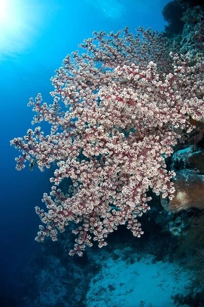 Soft Coral (Siphonogorgia godeffroyi) Nyata Island, Barat Daya Islands, Lesser Sunda Islands, Indonesia, November